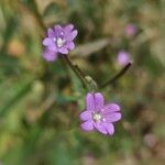 Epilobium parviflorum Žiedas