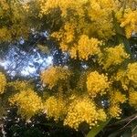 Acacia baileyana Blomst