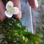 Elodea densa 花