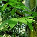 Castanea dentata Leaf