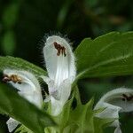 Lamium flexuosum 花