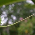 Passiflora foetida Meyve