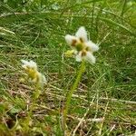 Moneses uniflora Cvet