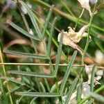 Astragalus austriacus Leaf