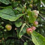 Malus sylvestris Owoc