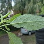 Amaranthus blitum Лист