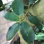 Ficus rubiginosa Folha