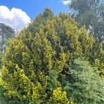 Taxus canadensis 整株植物