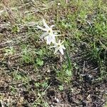 Narcissus serotinus Λουλούδι