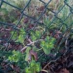 Euphorbia helioscopia Tervik taim