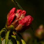 Rhododendron strigillosum 花