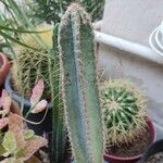 Pilosocereus pachycladusΦύλλο