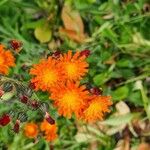 Pilosella guthnikiana Flower