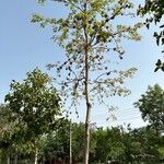 Terminalia bellirica Staniste