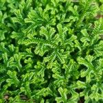 Selaginella martensii Levél