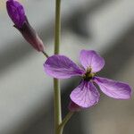 Moricandia arvensis Kvet