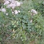 Angelica sylvestris Habit