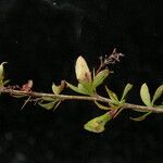 Berberis koehneana Habit