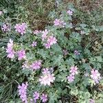 Malva sylvestris Habit