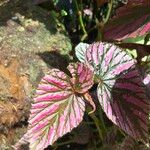 Begonia brevirimosa Leaf