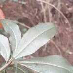 Croton hovarum Hoja