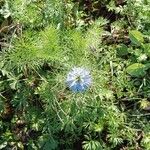 Nigella damascena 形态