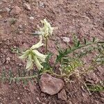 Astragalus racemosus Yeri