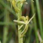 Liparis loeselii Flower