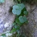 Cymbalaria aequitriloba Leaf