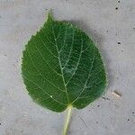 Tilia × euchlora Folla