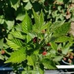 Rubus occidentalis Fuelha