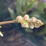 Reseda glauca