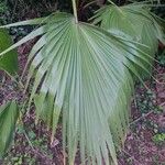 Washingtonia robusta Лист