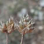 Plantago sempervirens Fruit