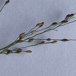 Panicum simile Flower