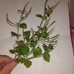 Peperomia pellucidaКвітка