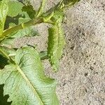 Rumex obtusifolius Leaf