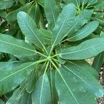 Rhododendron auriculatum Hoja