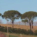 Pinus pinea Habit