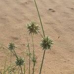 Cyperus conglomeratus Flor