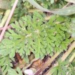 Erodium cicutariumLeaf