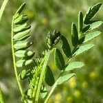 Astragalus danicus Folla