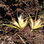 Juncus bulbosus Leaf