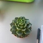 Echeveria purpusiorum Folha