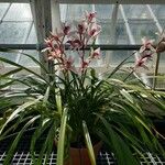 Cymbidium erythrostylum Hábito