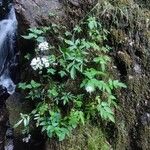 Valeriana excelsa Habitus