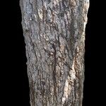 Andira cujabensis Corteza