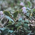Arctostaphylos uva-ursi Flor