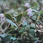 Arctostaphylos uva-ursi Квітка