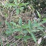 Pseudocaryopteris bicolor Hoja